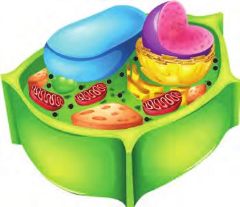 Hücre içinde besin maddelerini parçalayarak enerji üretir. Hücredeki enerji ihtiyacına göre sayıları değişiklik gösterir.