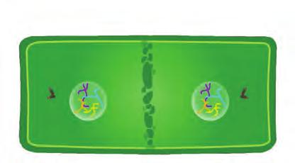 64 Sitoplazma bölünmesi, bitki ve hayvan hücresinde farklı şekillerde gerçekleşir. Hayvan hücresinde sitoplazma boğumlanma ile bölünür. Hücre zarı en dıştan merkeze doğru boğumlanır.