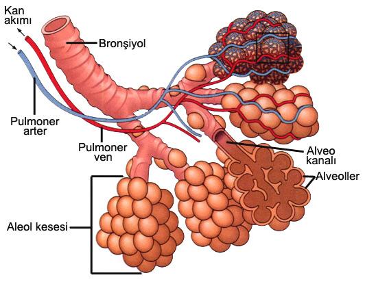 nedenle alveol havası, atmosfer havasından daha fazla karbondioksit ve daha az oksijen taşır. Vücudun hücreleri dokular arası sıvıdan sürekli olarak oksijen alır ve karbondioksit üretirler.