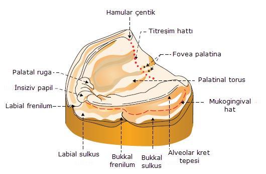 13 Şekil 2.1.2.1. Maksillanın anatomik belirleyicileri (4). Mandibula Mandibula retansiyonu etkileyen anatomik yapılar aşağıda sıralanmaktadır (Şekil 2.1.2.2.). Frenilumlar Labial frenilum, tek veya çift bant şeklinde olabilir.