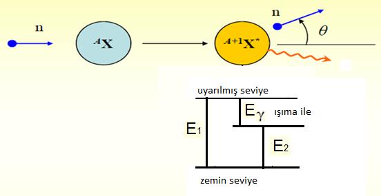 Elastik Olmayan (Inelastik) Saçılma: Esnek olmayan saçılmada nötron önce çarptığı çekirdeğin içine girer ve böylece çekirdeğin fiziksel yapısını değiştirmiş olur.