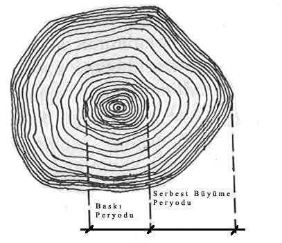 Değişik Yaşlı Ormanlarda Serbest Büyüme Süresi Seçme ormanında ağaçlar, üst katmandaki ağaçların siper baskısı kalktıktan sonra genç bir fidan gibi gelişmesini sürdürerek 30-40 m