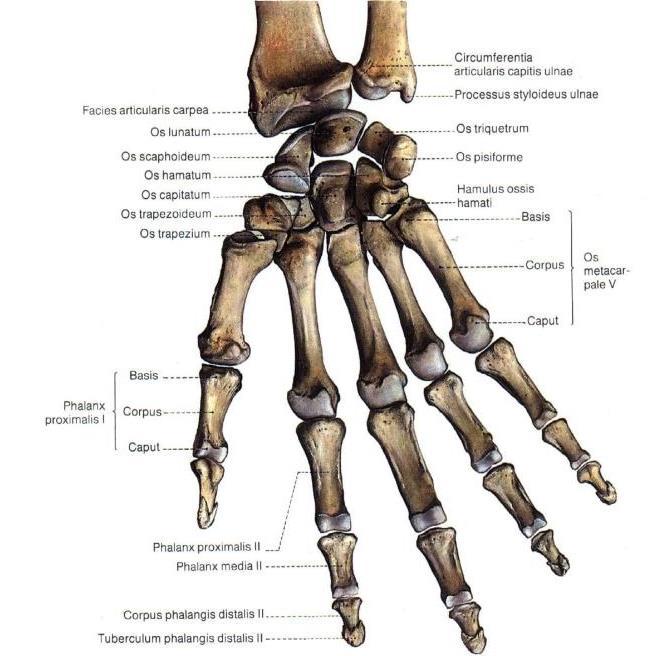 El ve bilek kemikleri ossa manus 27 kemikten oluşmaktadır.
