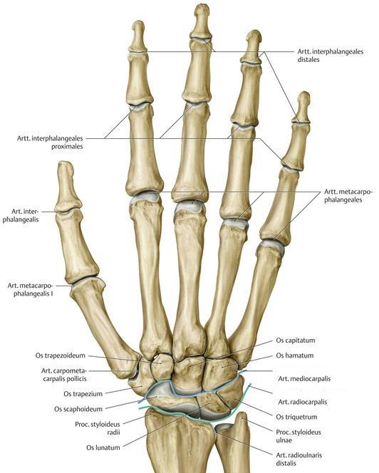 Şekil 4. Sağ el bileği ve elin eklemleri dorsalden görünümü (Gilroy, 2012). Art. intercarpales, herbir sıradaki karpal kemiklerin yan taraflarındaki karpal kemiklerle yaptığı eklemdir (Şekil 4). Art. plana grubu eklemdir.