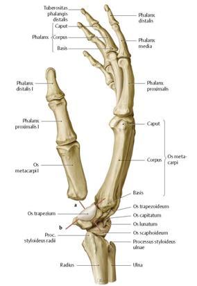 Artt. carpometacarpales, karpal kemikler ile metakarpal kemikler arasında oluşan eklemlerdir (Şekil 5). Bunlardan birincisi art. carpometacarpalis pollicis os trapezium ile 1.
