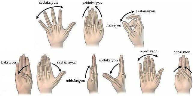 Artt. intercarpales, sınırlı kayma hareketi yaparlar. Art.