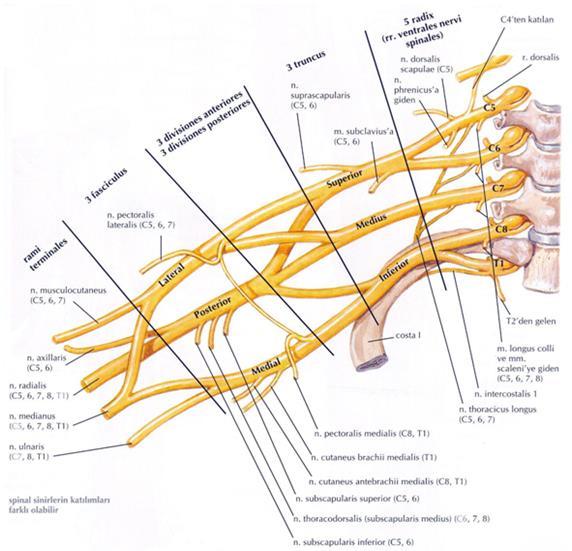 2.1.3. Ön kol ve Elin İnnervasyonu Üst ekstremitenin duyu ve motor innervasyonu plexus brachialis tarafından sağlanır.