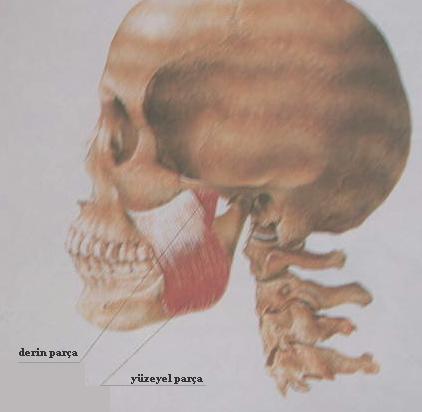 temporal, medial pterygoid, lateral pterygoid. Çiğneme kasları grubuna dahil olmamakla beraber digastrik kası da mandibula fonksiyonlarında önemli rol oynamaktadır (Okeson 1998).