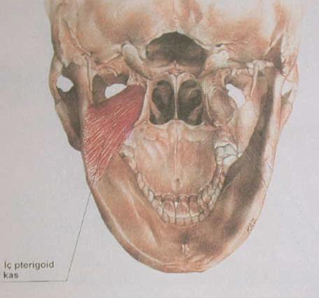 kısmı kasıldığında mandibula vertikal olarak yükselir. Eğer orta kısmı kasılırsa mandibulayı kaldırır ve retrüze eder. Posterior kısmı kasılırsa mandibula retrüze olur (Okeson 1998). ġekil.2.7.
