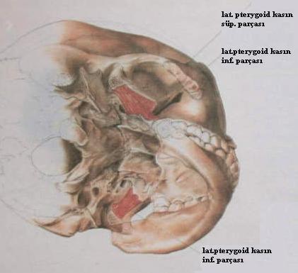 ġekil.2.8. Lateral pterygoid kas (Yengin 2000). ġekil.2.9. Lateral pterygoid kas üst ve alt bölüm (Caputo ve Standlee 1987).