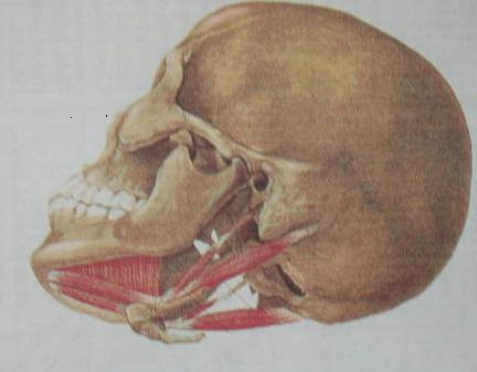 ġekil.2.10.digastrik kas (Yengin 2000). Digastrik kas iki karınlıdır. Çiğneme kası olarak değerlendirilmemekle birlikte mandibula fonksiyonlarında önemli rolü vardır.