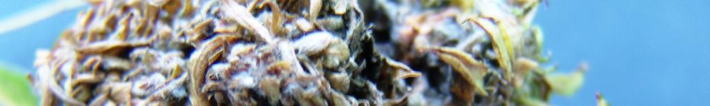 .Cins: Phyllocoptes Nalepe, 1889 Dorsal seta kabarcıkları plaka arka kenarının ilerisinde bulunur.