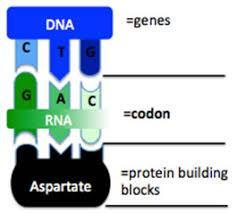 Genetik kod mrna da bulunan üçlü nükleotit dizilerinden oluşur - kodon Her