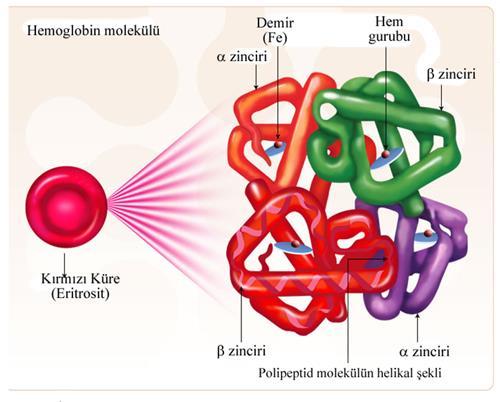 1.2.3 Genotipten fenotipe Bir protein üretildiğinde, hücredeki işlevi ve yapısı