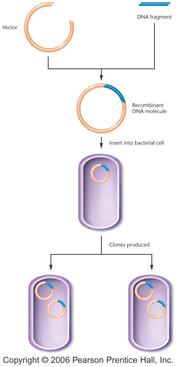 Vektör DNA parçası Rekombinant DNA