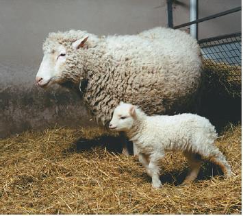30 yıldan fazladır koyun ve sığırlar klonlanmaktaydı.