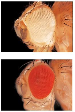 Drosophila (sirke sineği) da keşfedilen beyaz göz mutasyonu Belirli bir