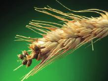 Karıştırma işlemine tüm tohumlar homojen olarak iyi bir şekilde ilaçlanıncaya kadar devam edilir. KARIŞABILIRLIK DURUMU: Imidacloprid terkipli tohum ilaçları ile karıştırılabilir.