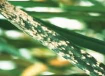 UYGULAMA ZAMANI: Buğdayda külleme, septorya, sarı pas ve kahverengi pas için çevrede ilk hastalık belirtileri görüldüğünde ilaçlama yapılmalıdır.