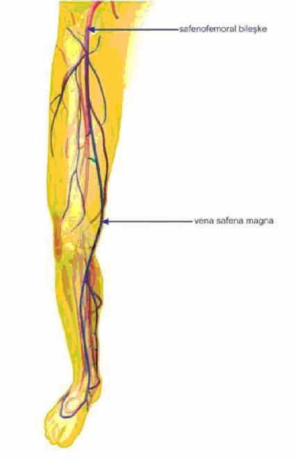 5 VSM ayak tabanından gelen venleri alarak seyrine başlar. Bacakta VSP, v.tibialis anterior ve posterior ile çok sayıda anastomoz yapar. Çok sayıda deri dalı alır. Uylukta v.