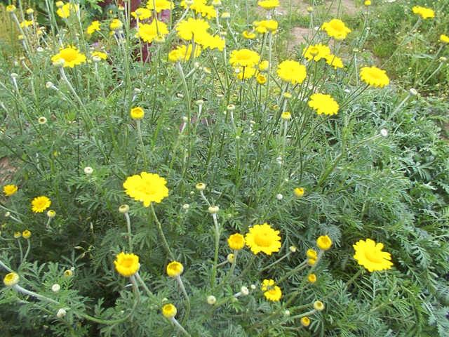 2.5. Önemli Türleri Anthemis tinctoria ( Boyacı papatyası, Öküzgözü papatyası ) Güney Avrupa da doğal olarak yetişmektedir. Çok yıllık bir bitkidir. 30 80 cm boylanabilir. Fotoğraf 2.