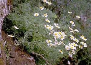Anthemis montana ( Dağ papatyası ) Güney Avrupa kökenlidir. Bitki 8 25 cm boylanabilir. Fotoğraf 2.4: Anthemis montana Çiçekleri beyaz renkte ve büyüktür. Tablanın orta kısmı altın sarısı olabilir.