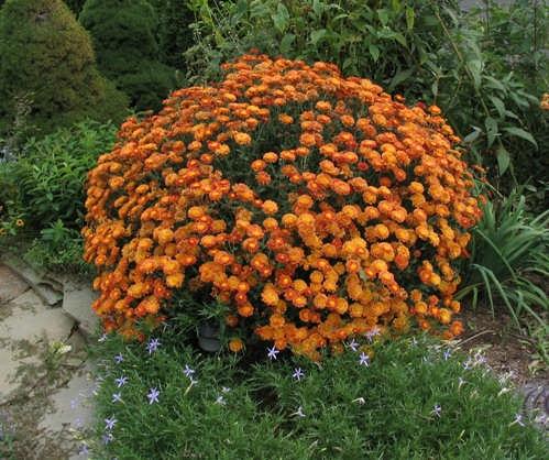 2: Chrysanthemum bitkisinin çelikle üretimi Çelikle üretim ise, çiçekleri solmuş olan ana bitkilerden alınır. Ana bitkinin gövdesi kök seviyesinden 20 cm yukarıdan kesilir. Buralardan çelik yapılır.