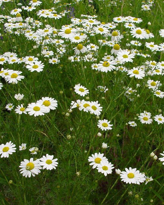 Beyaz ve sarı çiçeklere sahiptir. Bazı çeşitlerin çiçekleri kokuludur. Çiçek tablasının içi boştur. Ilıman iklim koşullarında nisan sonu ve haziran arası çiçekli kalır. 10.2.