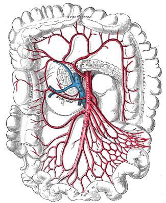 Şekil 4: İnferior mezenterik arter ve dalları 2.2.4. Çölyak Arter ve Süperior Mezenterik Arter Arasındaki Kollateralleşme Kollateral dolaşım, mezenterik damarların tıkanması durumunda intestinal iskemiye karşı koruyucu bir rol üstlenir.