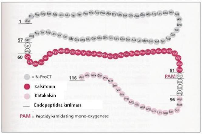 Şekil 7: Prokalsitonin amino asit dizilimlerinin şematik görünümü 2.10. D-DİMER Pıhtılaşma olayı sonucunda oluşan fibrin plazminojen gibi bazı enzimlerce parçalanır ve fibrin yıkım ürünleri oluşur.