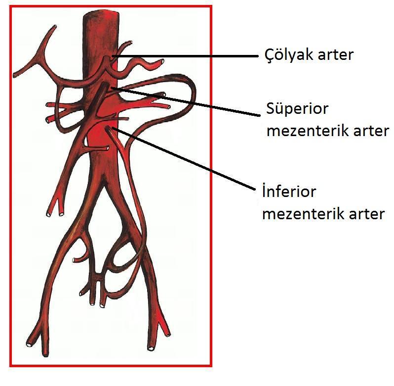 2.2. ANATOMİ İntestinal kan desteği esas olarak, abdominal aortun 3 majör dalı ile gerçekleşmektedir: Çölyak trunkus, süperior mezenterik arter ve inferior mezenterik arter.