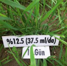 5 ml/da) 18 th At lower doses of glyphosate (12.
