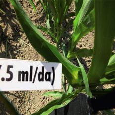 Maize - Field Experiment 3. Hafta (Week 3) Glyphosate'ın % 12.