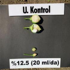 5 doz 2,4-D Amin uygulamasında döllenmemiş, kahverengi renk almış tohum taslağı A: At untreated control plot normal boll size, and