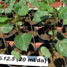 4-D Amin doses, the top leaves of cotton plants were yellow and