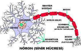 Nöron