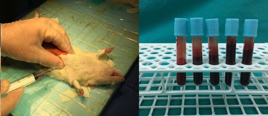 3.4.3 Trombositten zengin plazmanın hazırlanması SVF eldesi için anestezi altında 10 adet deney hayvanından intrakardiyak kanülasyon ile yaklaşık 20 cc kan elde edildi.