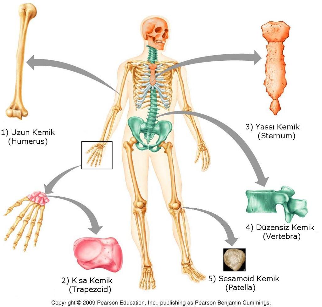 Şekil 2.1: Kemiklerin şekillerine göre sınıflandırılması Uzun kemikler (ossa longa) Uzunlukları genişliklerine göre fazla olan kemiklerdir. Ekstremitelerde bulunurlar.