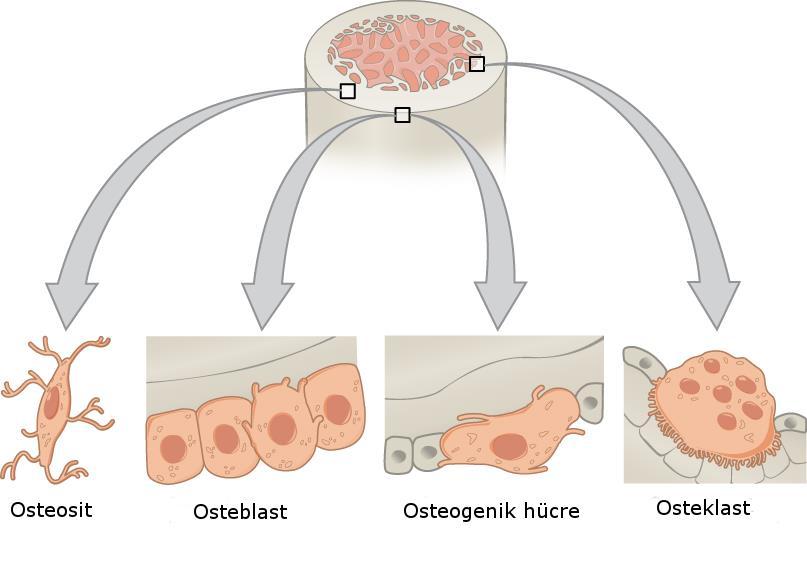 Şekil 2.3: Kemik doku hücreleri 2.1.4.1 Osteojenik (Osteoprogenitör) hücreler Osteojenik hücreler kemik dokusuna dönüşme yolunda şartlanmış mezenkim kaynaklı hücreleridir.