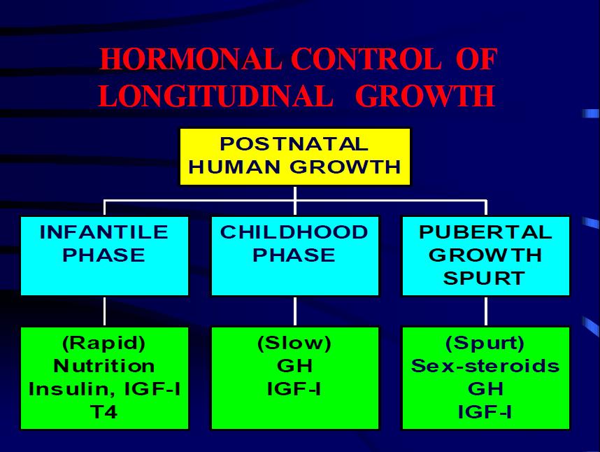 Pubertal faz ise hem GH hem de seks steroid salınımına bağlıdır.