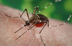 Zika virus Aedes aegypti cinsi sivrisineklerle bulaşan Flaviviridae familyasında Flavivirus
