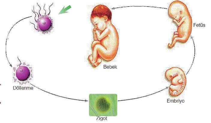 ORAL AKÇA & ŞENOL NARAL Sürüngenlerde yaşam döngüsü : Memelilerde yaşam döngüsü : * Memelilerde iç döllenme görülür ve çoğu memeli yavrularını doğurur.