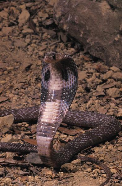 YILAN SOKMASI Lokal ve genel belirtiler Bölgede morluk ve iltihaplanma (1-2 hafta sürer), Kusma, karın ağrısı, ishal gibi sindirim