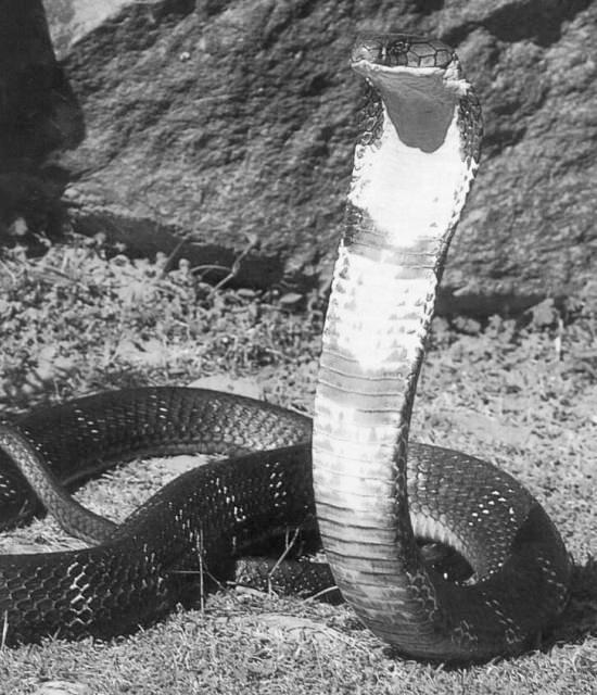 Tekst 13 1p 31 Waarom werd Bimbala verliefd op een cobra? A Omdat zij de cobra heeft verzorgd. B Omdat zij de cobra mocht aaien. C Omdat zij hopeloos was.