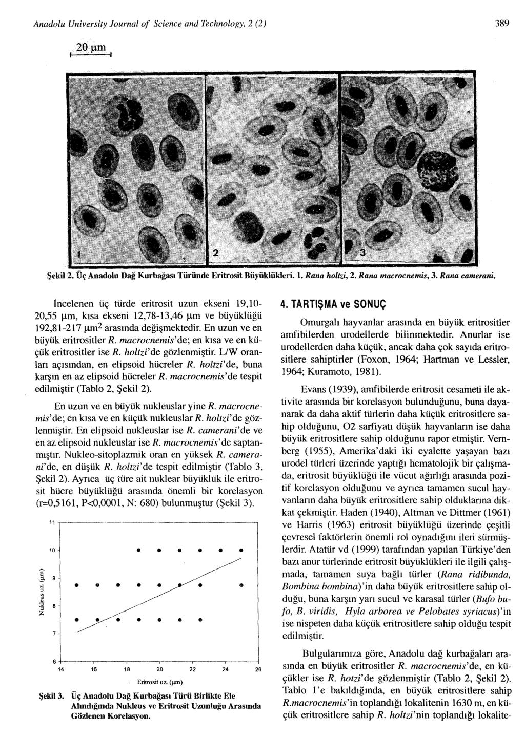 Anadolu University Journal of Science and Technology, 2 (2) 389 20 flm, i Şekil 2. Üç Anadolu Dağ Kurbağası Türünde Eritrosit Büyüklükleri. ı. Rana holtzi, 2. Rana macrocnemis, 3.