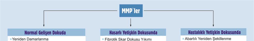 jelatinazlar, matrilizinler ve metalloelastazlar en çok bilinenler olmak üzere MMP ların bazı alt grupları vardır ve yapısal olarak birbirlerinden çok az farklılıklar göstermektedirler 28.