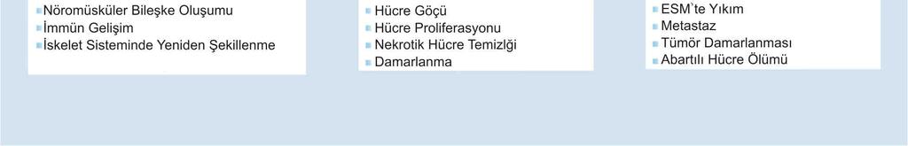 Homeostazisin gereği olarak da MMP lerin de dokuda inhibitörleri (TIMP) vardır 28.