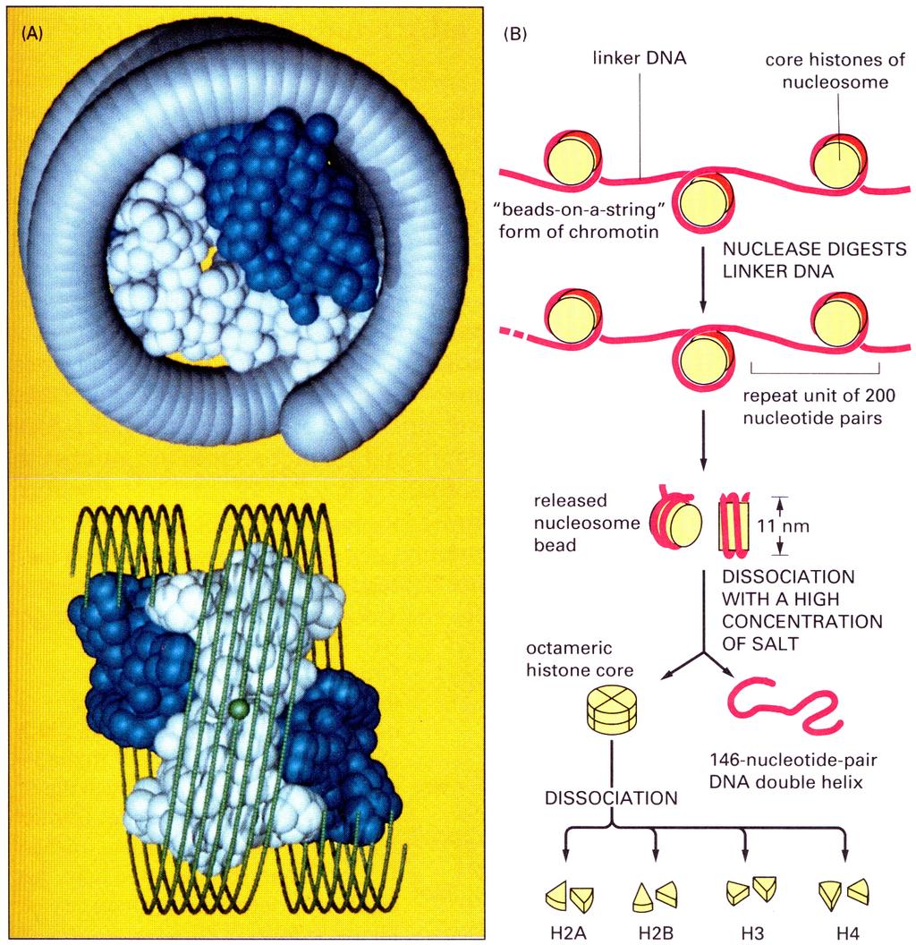 Bağlayıcı DNA Kromatinin ipteki boncuklar formu Nükleozom kromatinin temel birimidir.
