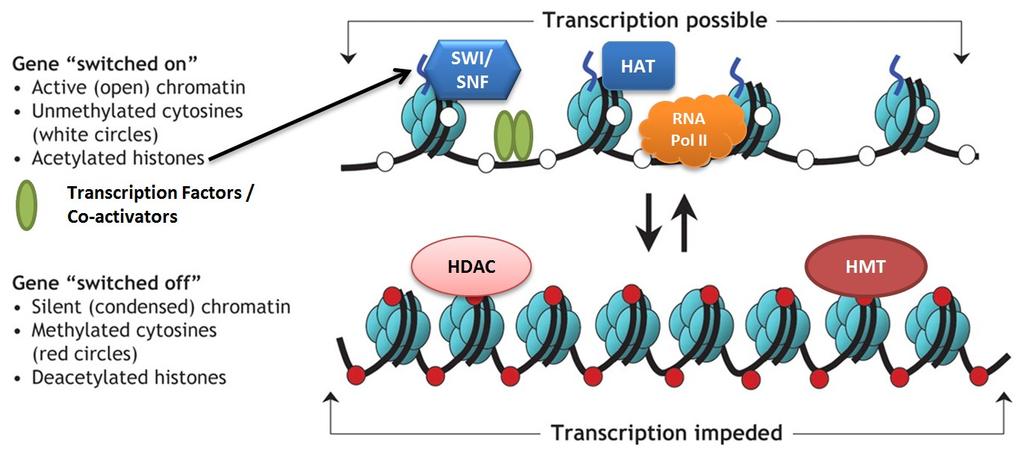 Transkripsiyon gerçekleşebilir Gen Açık Aktif kromatin Metillenmemiş sitozin (beyaz daireler) Asetillenmiş histonlar Transkripsiyon faktörleri /Ko-aktivatörler Gen Kapalı