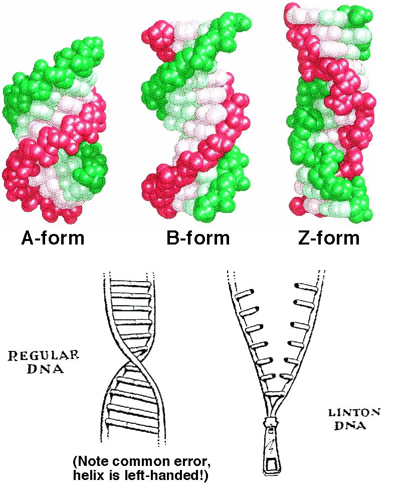 DNA nın üç helikal formu Yüksek Tuz